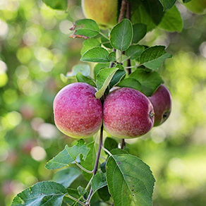 Fruits pommes Eurofruit